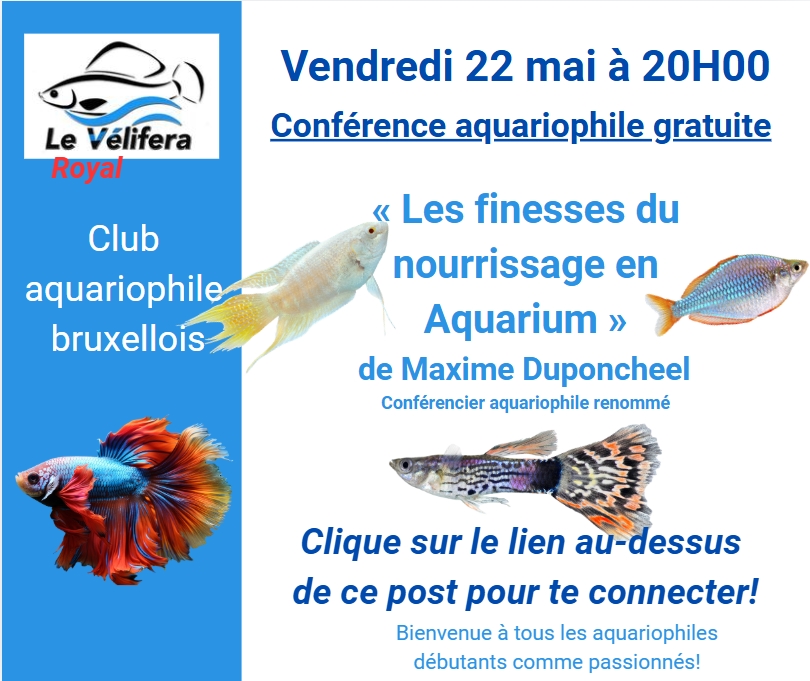 0522 Velifera