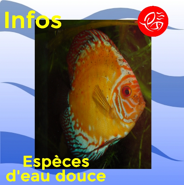 Article especes ED