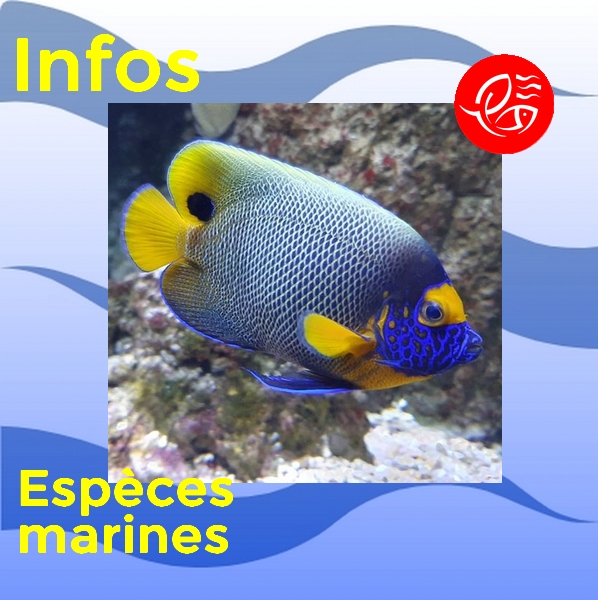 Article especes marines